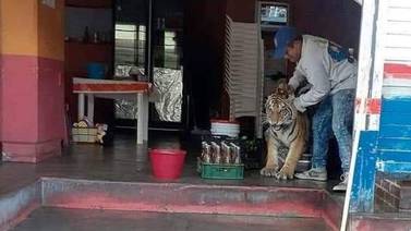 Tigre irrumpe en un puesto de tacos en Hidalgo y sorprende a los habitantes