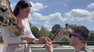 Pareja es interrumpida por una jirafa en plena propuesta de matrimonio