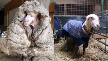 VIDEO: ¡Impactante! Le salvan la vida a oveja con más de 35 kilos de lana